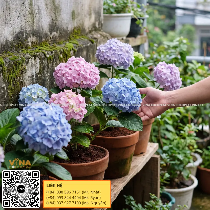 Cẩm tú cầu trồng trong chậu nở hoa xanh hồng tím trên ban công nhà
