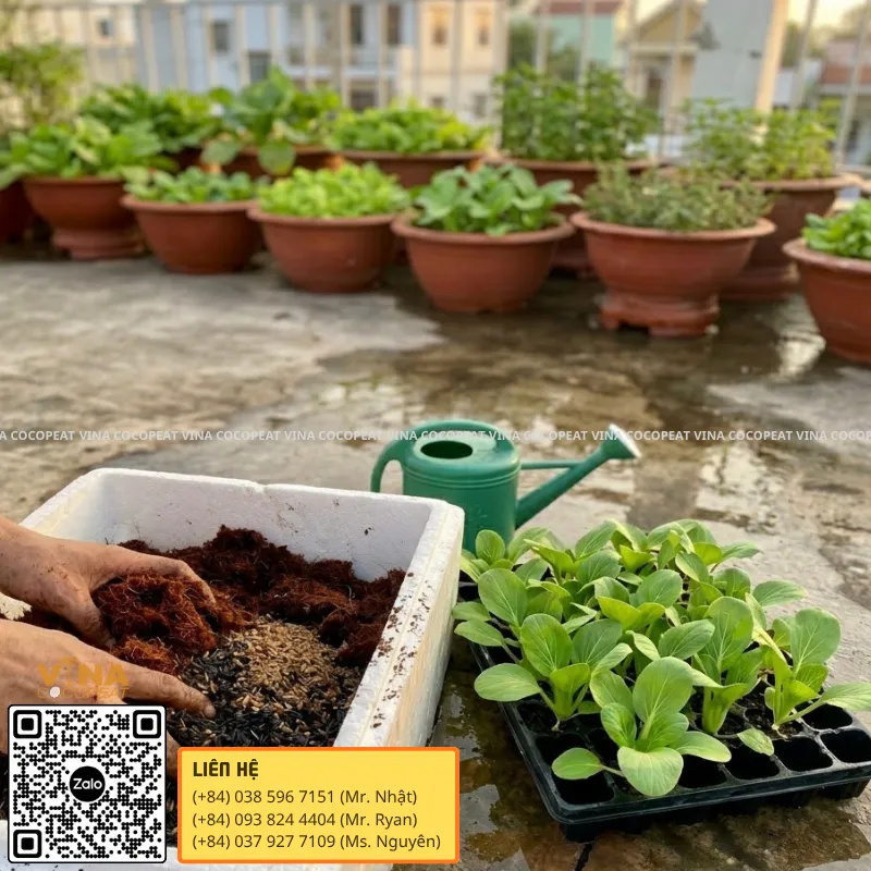 Phối trộn mụn dừa và trấu hun làm giá thể trồng rau ăn lá trên sân thượng