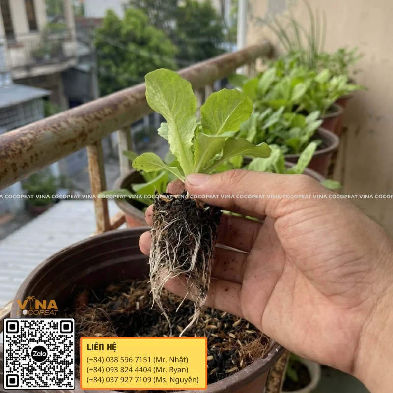 Tại Sao Mụn Dừa Được Sử Dụng Phổ Biến Trong Giá Thể Trồng Cây?