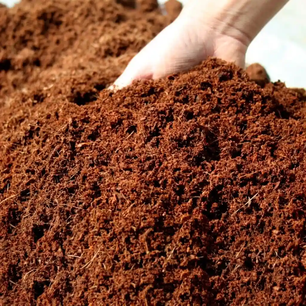 Mụn dừa đã xử lý sạch, tơi xốp dùng làm giá thể gieo hạt và trồng cây
