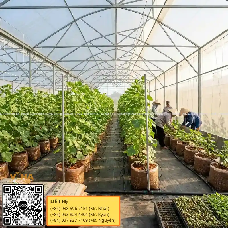 Mụn dừa Low EC sử dụng trong nhà kính trồng dưa lưới và nông nghiệp công nghệ cao tại Việt Nam