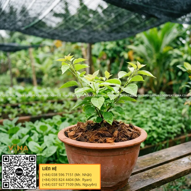 Cây phát triển khỏe trong giá thể mụn dừa tơi xốp thoát nước tốt