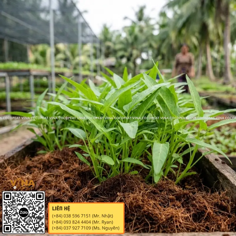Rau muống phát triển trong giá thể mụn dừa đã xử lý