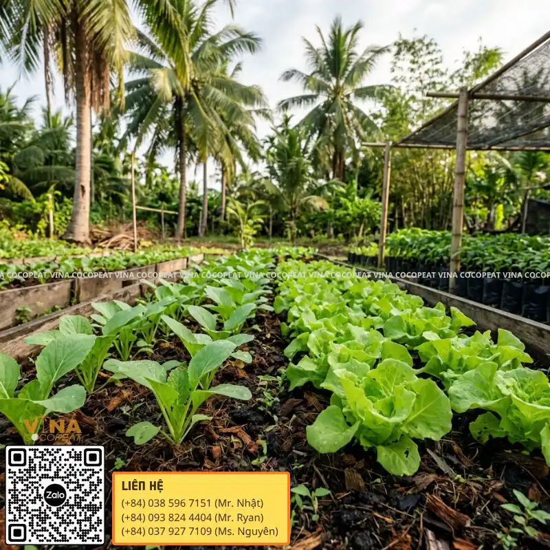 Vườn rau sạch trồng bằng giá thể mụn dừa tại Bến Tre