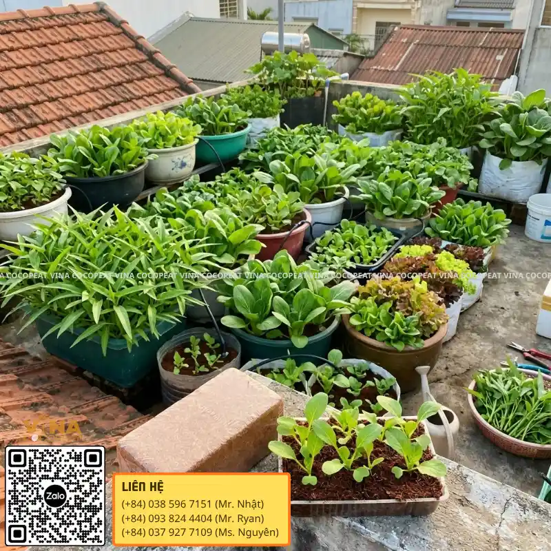 Vườn rau sạch ban công trồng bằng mụn dừa 500g xanh tốt