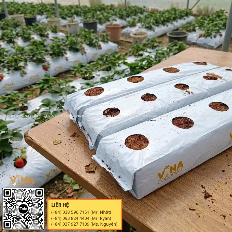 Thanh xơ dừa trồng dâu tây trong nhà kính với các hàng cây phát triển trên giá thể mụn dừa