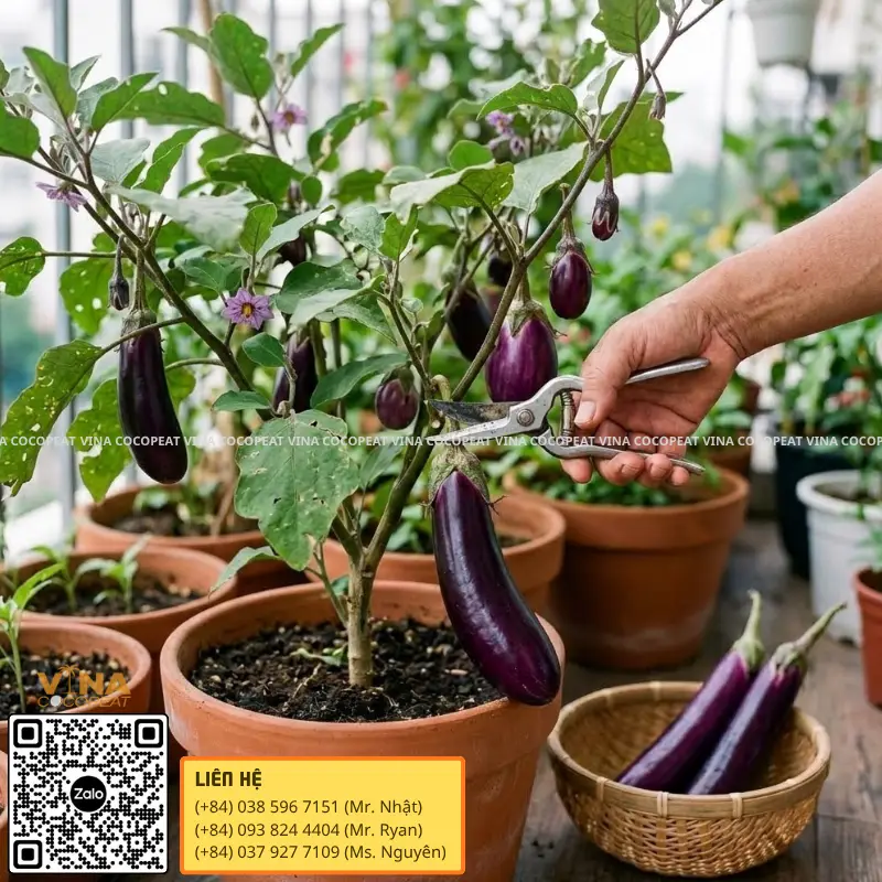 Thu hoạch cà tím sai quả trồng trong chậu mụn dừa trên ban công