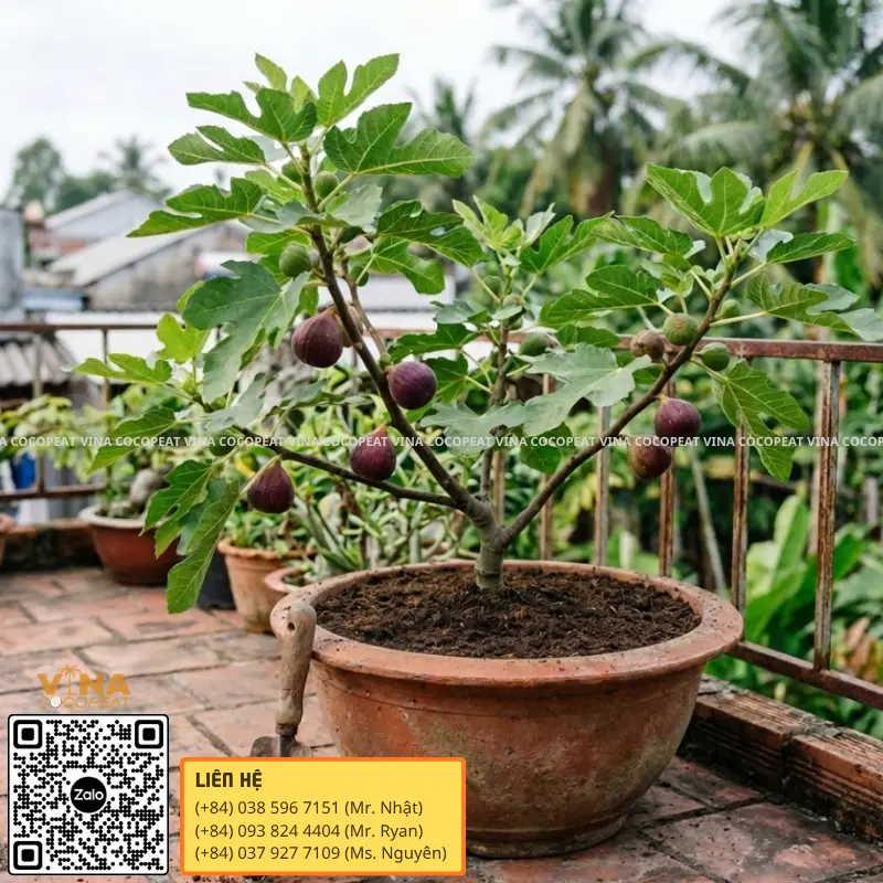 Cây sung Mỹ trồng chậu bằng giá thể mụn dừa trên ban công