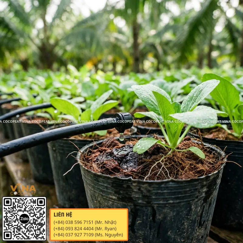 Tưới nhỏ giọt cho rau trồng trong giá thể mụn dừa hạn chế rửa trôi phân