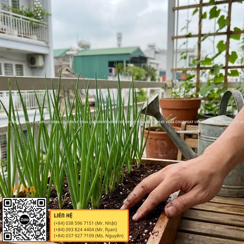 Kiểm tra độ ẩm giá thể mụn dừa khi chăm sóc hành lá trên ban công