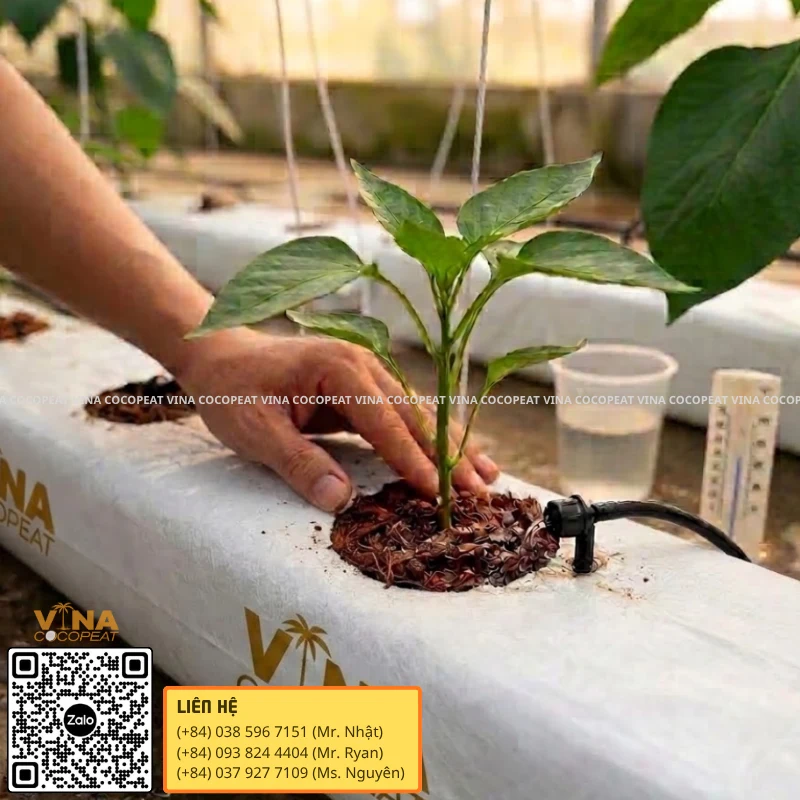 Đặt cây ớt chuông con vào thanh giá thể xơ dừa grow bag kết hợp tưới nhỏ giọt