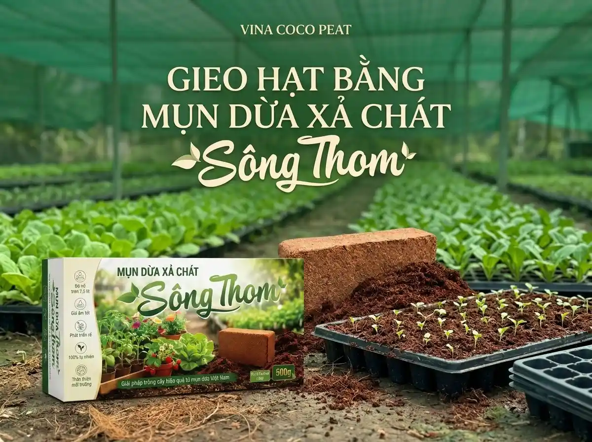 Cách dùng mụn dừa xả chát Sông Thom để ươm hạt tại vườn ươm cây giống
