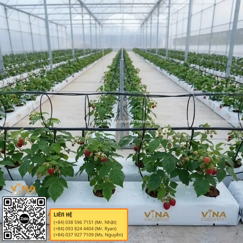 Trồng cây mâm xôi trong nhà kính bằng Grow Bag xơ dừa