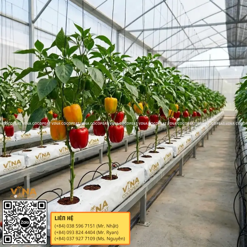 Ớt chuông đỏ vàng trồng trong nhà kính bằng giá thể xơ dừa ép thẻ grow bag