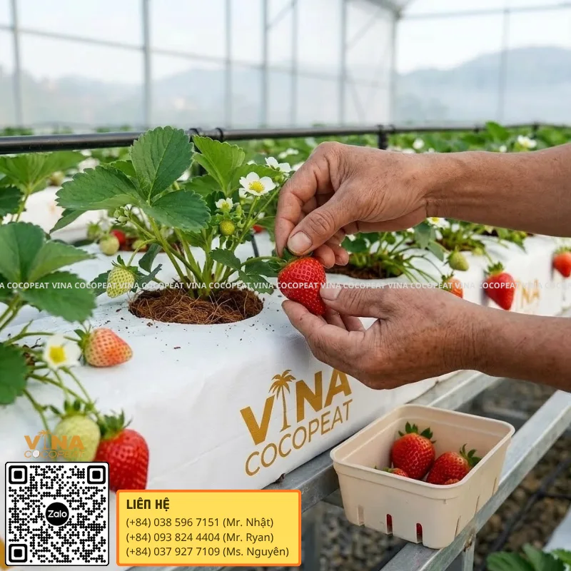 Thu hoạch dâu tây chín từ Grow Bag xơ dừa trong nhà kính