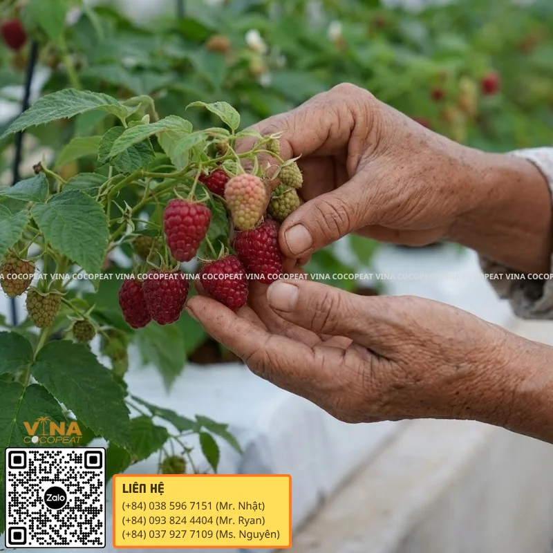 Chăm sóc và kiểm tra quả mâm xôi trồng trong Grow Bag xơ dừa