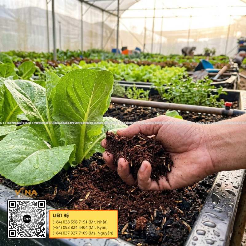 Kiểm tra độ ẩm của giá thể mụn dừa xả chát Sông Thom khi trồng rau xà lách trong nhà kính