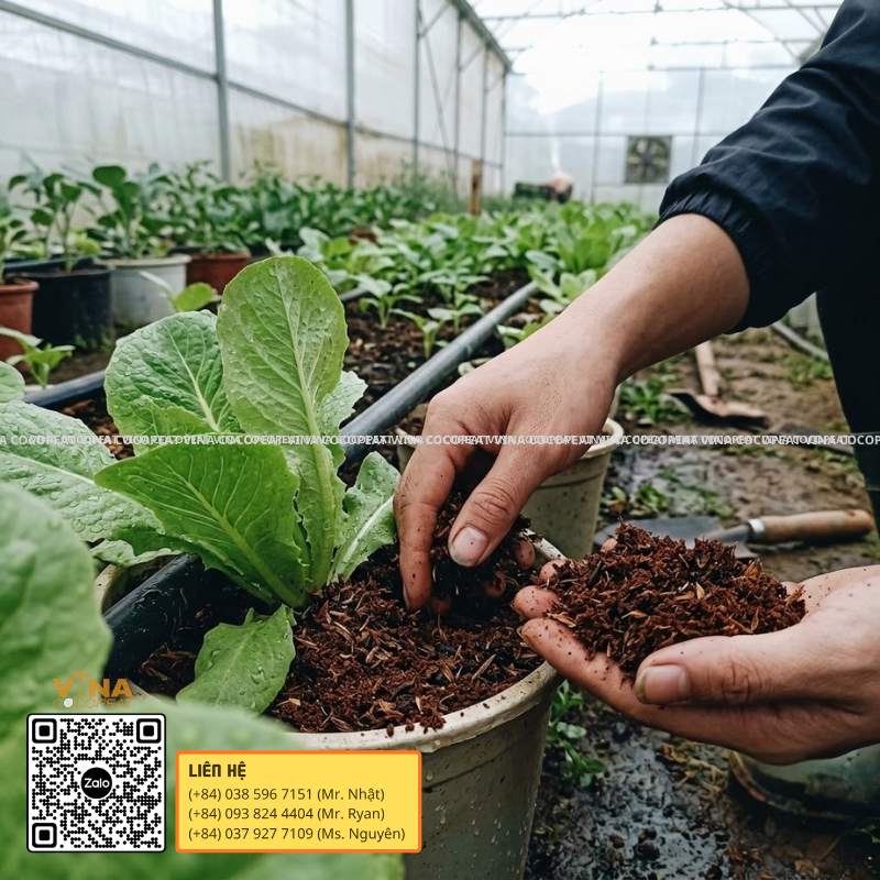Mụn dừa xả chát Sông Thom giúp cải thiện độ tơi xốp và độ thoáng của giá thể trồng rau trong chậu