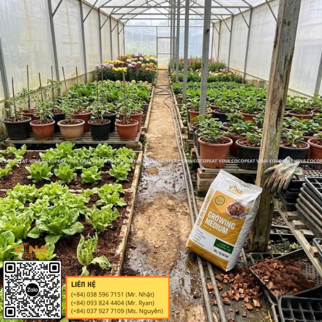 Giá thể mụn dừa VINA COCOPEAT sử dụng cho rau, cây giống và cây cảnh trong nhà kính