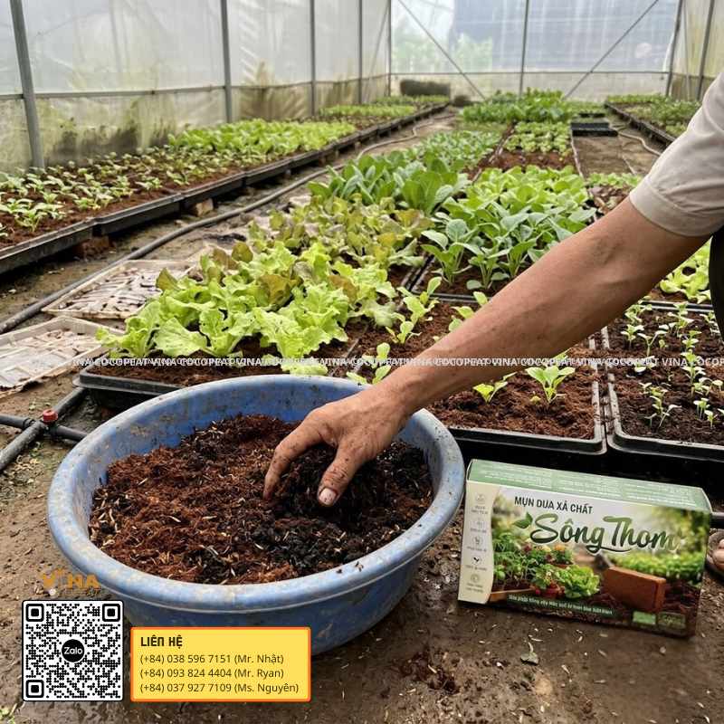 Mụn dừa xả chát Sông Thom sử dụng tại vườn ươm cây ở Đồng bằng sông Cửu Long