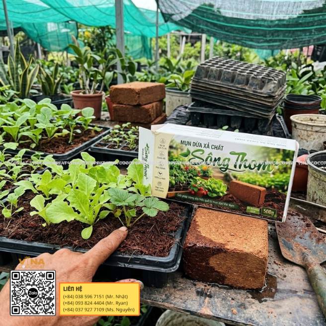 Mụn dừa xả chát Sông Thom phối trộn giá thể trồng rau ăn lá và rau mầm