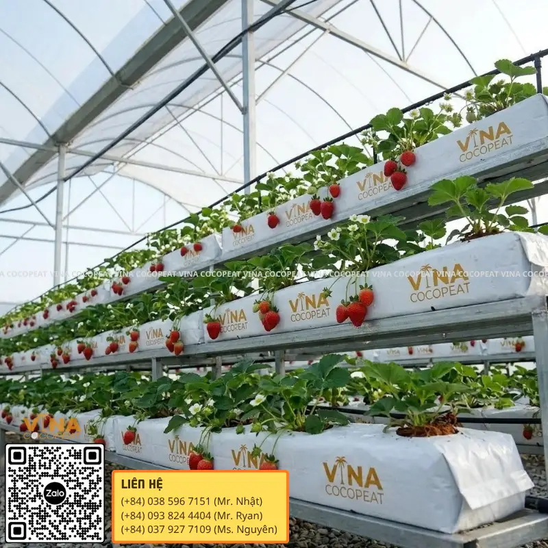 Hệ thống Grow Bag xơ dừa và tưới nhỏ giọt cho dâu tây nhà kính