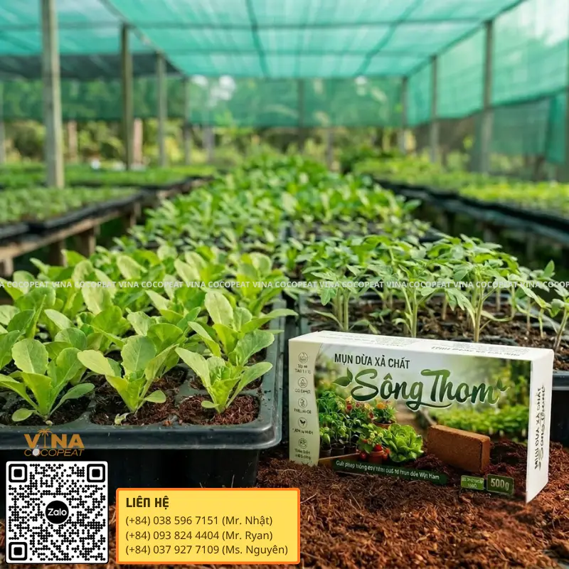 Mụn dừa xả chát Sông Thom làm giá thể ươm hạt và cây con