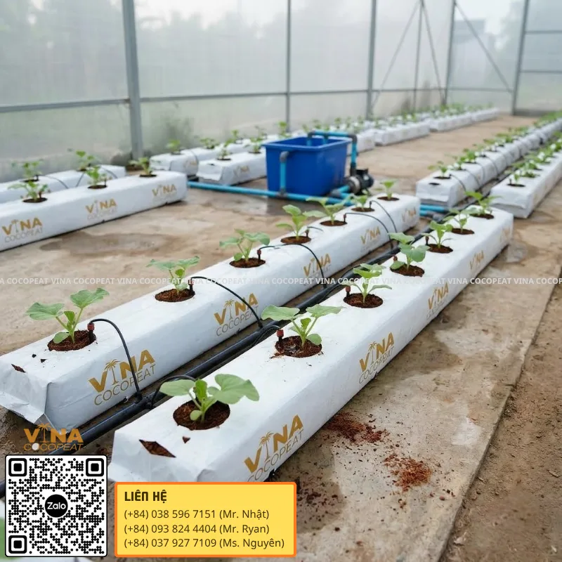 Hệ thống Grow Bag xơ dừa kết hợp tưới nhỏ giọt trong nhà màng trồng cây