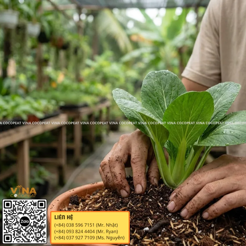 Cây trưởng thành trồng trong giá thể mụn dừa thoáng rễ