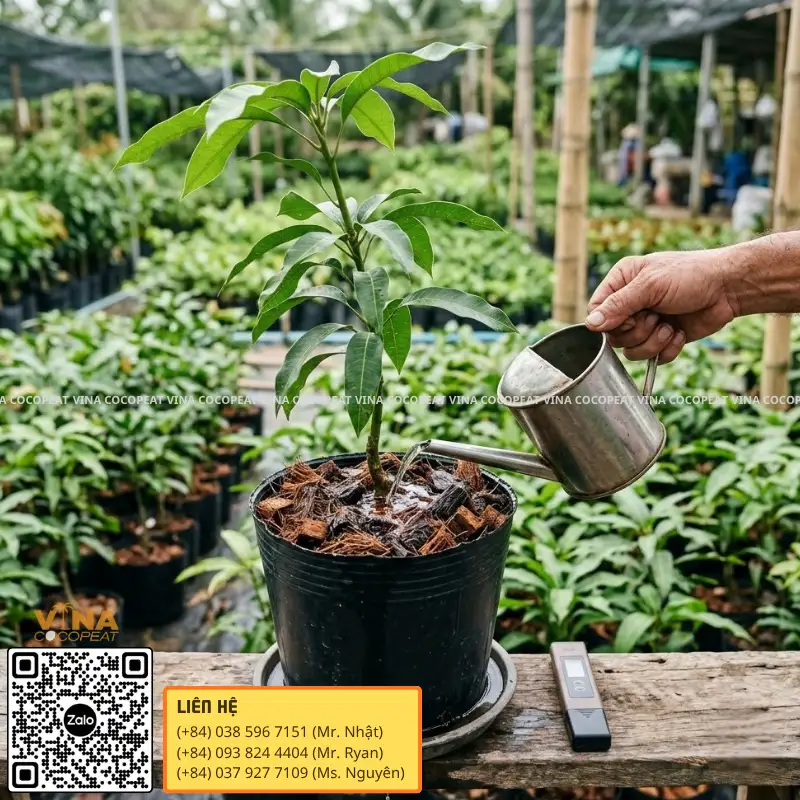 Kiểm tra khả năng thoát nước của giá thể Coco Peat và Coco Chips khi tưới cây