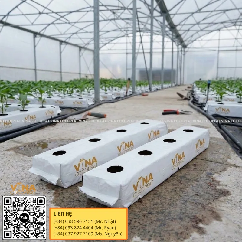 Mẫu túi Grow Bag xơ dừa có lỗ trồng bố trí trong nhà kính