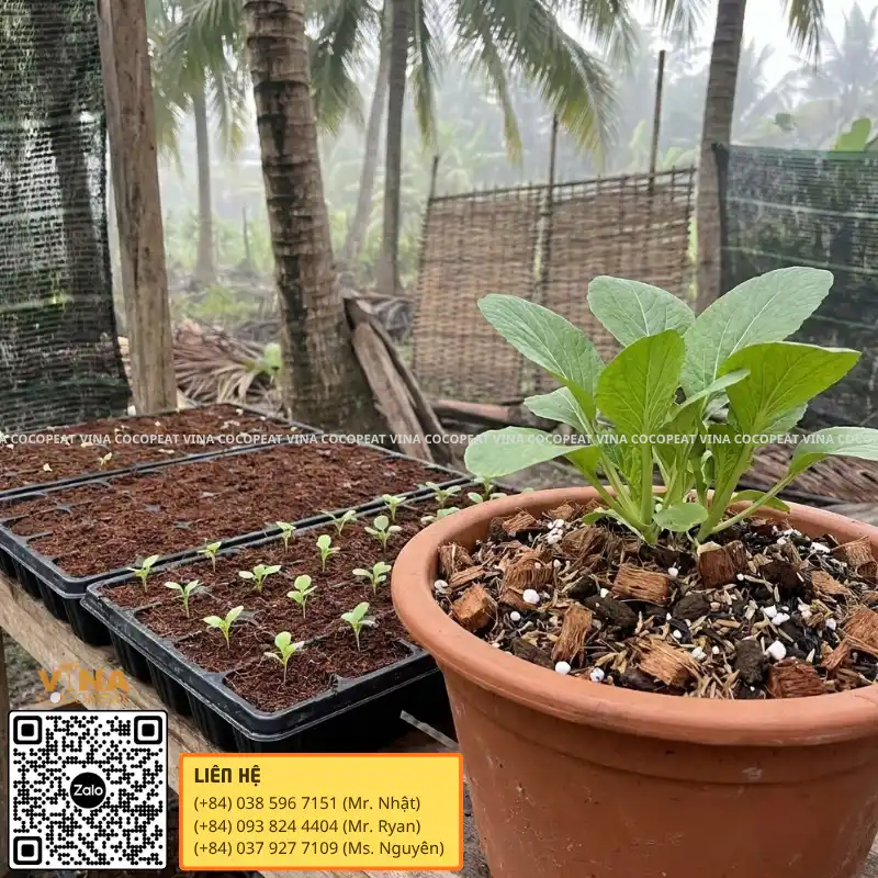 So sánh giá thể mụn dừa cho cây con và cây trưởng thành