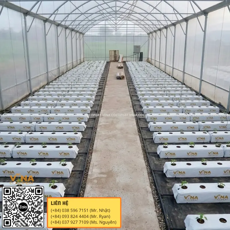 Giá thể xơ dừa grow bag bố trí theo hàng trong nhà màng hiện đại