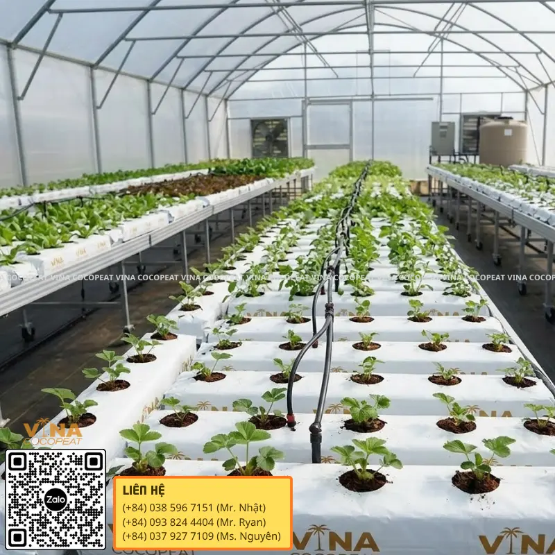 Grow bag xơ dừa kết hợp hệ thống tưới nhỏ giọt trong nhà kính