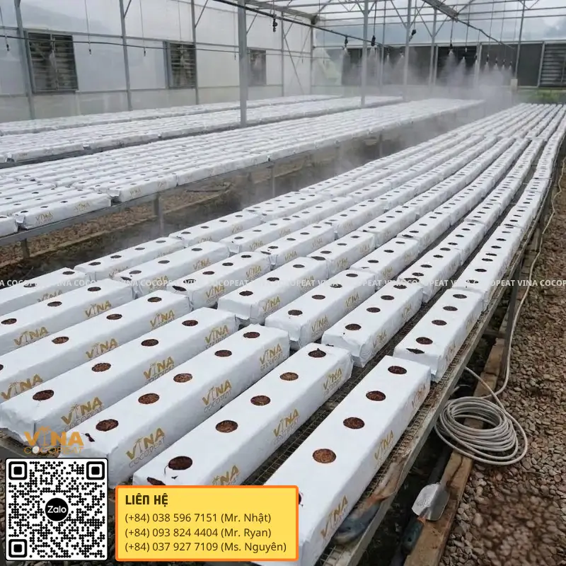 Hàng Grow Bag xơ dừa quy mô lớn trong nhà kính công nghệ cao