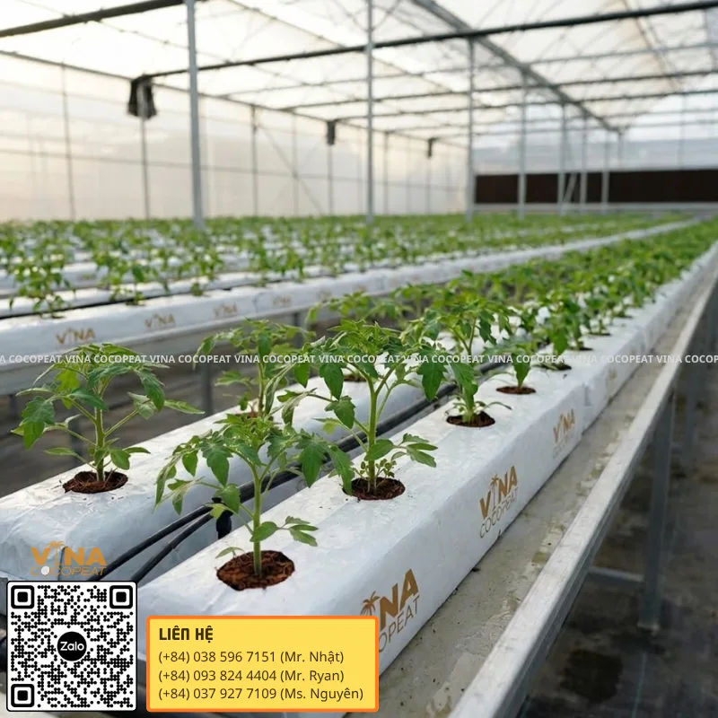 Grow Bag xơ dừa cho nhà kính có lỗ trồng và đường tưới nhỏ giọt
