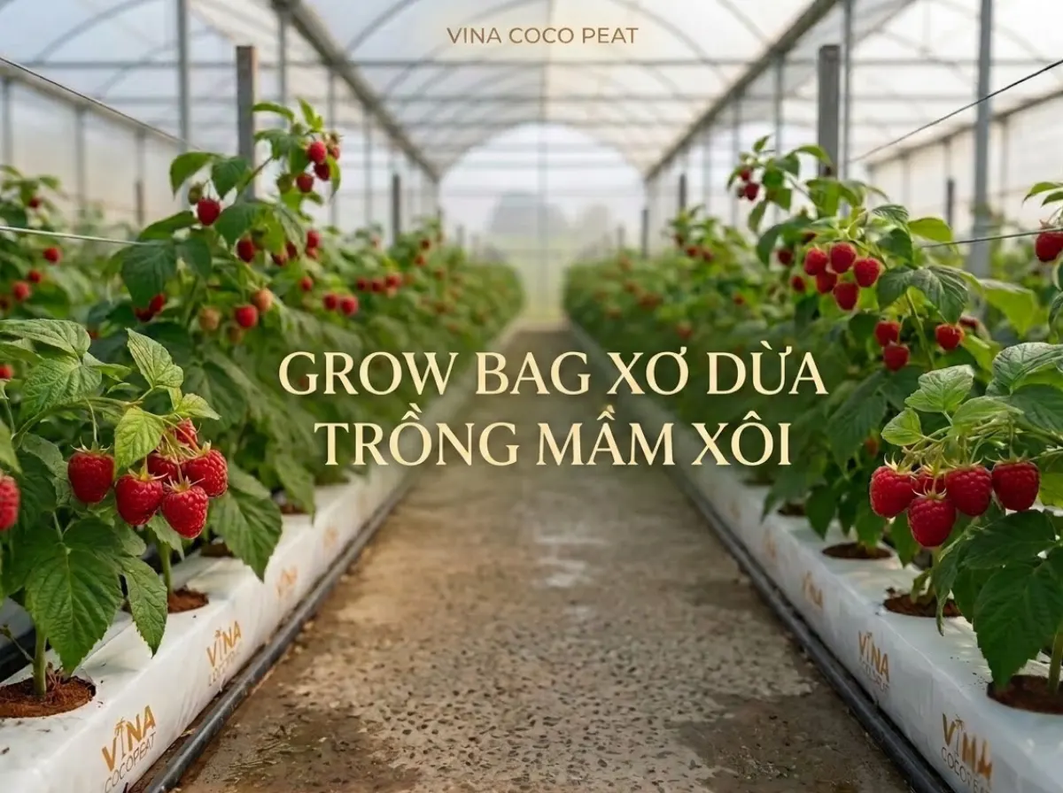 Grow Bag xơ dừa cho cây mâm xôi trong nhà kính