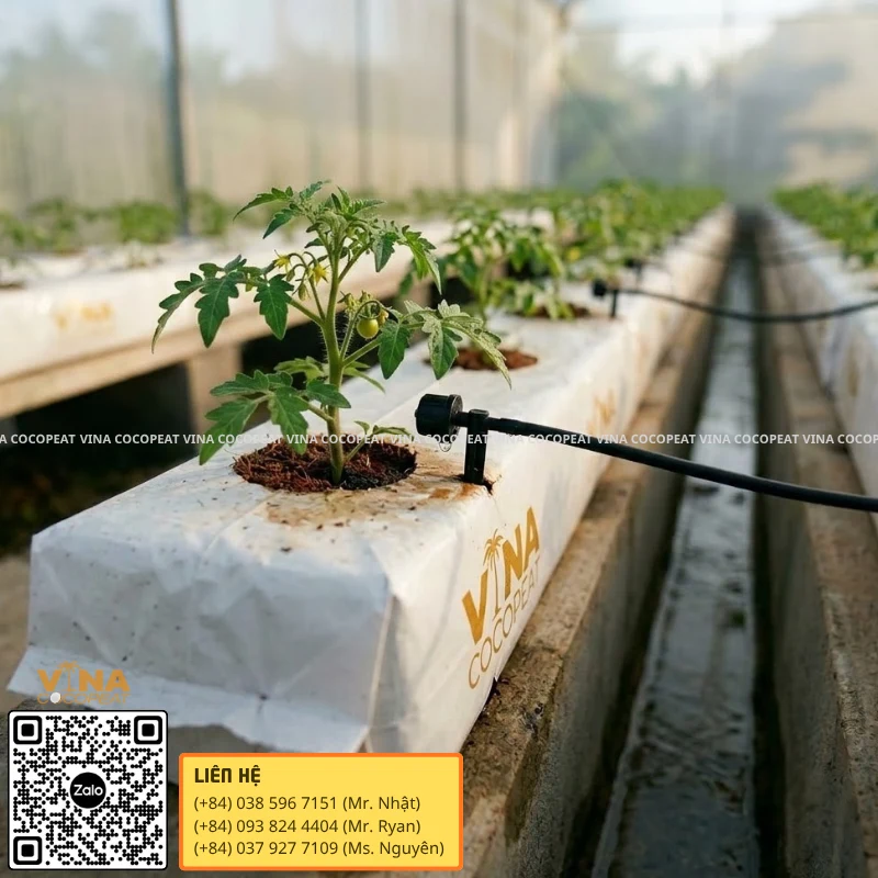 Hệ thống tưới nhỏ giọt cho cây cà chua trồng trong Grow Bag xơ dừa