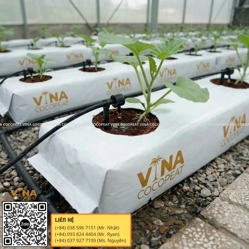 Đầu tưới nhỏ giọt cung cấp nước vào Grow Bag xơ dừa cho cây dưa lưới non