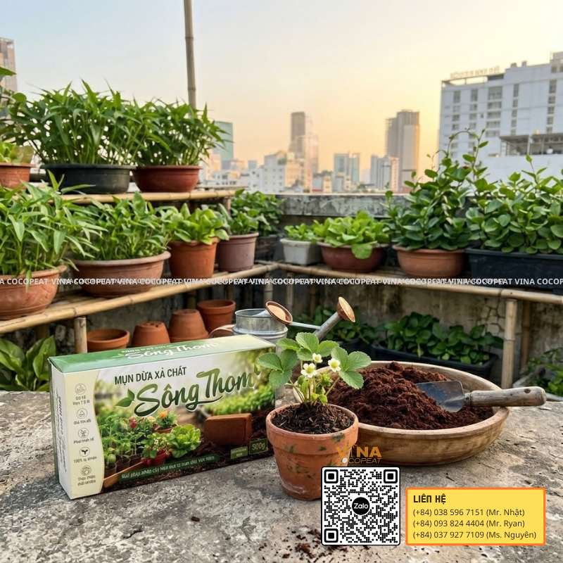 Mụn dừa xả chát Sông Thom làm giá thể trồng cây trên sân thượng