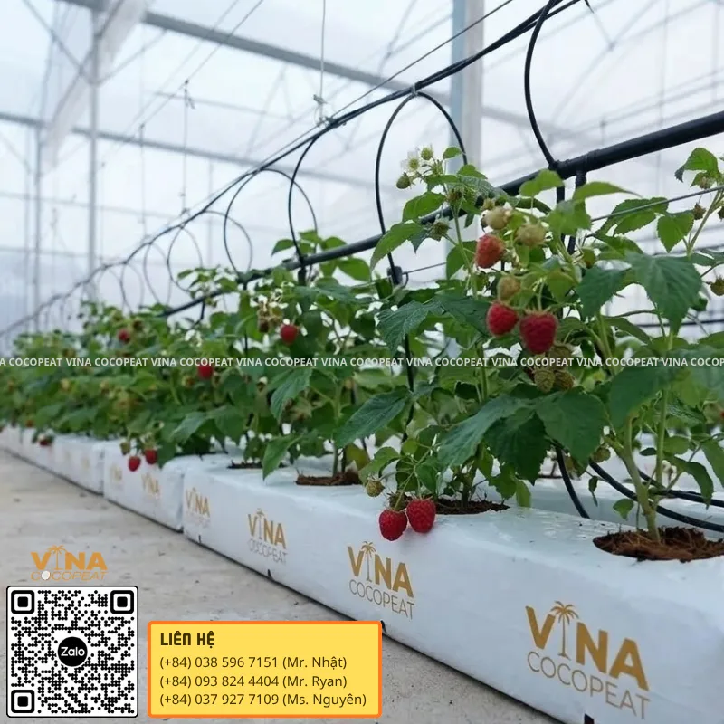 Hệ thống tưới nhỏ giọt cho cây mâm xôi trồng trên Grow Bag xơ dừa