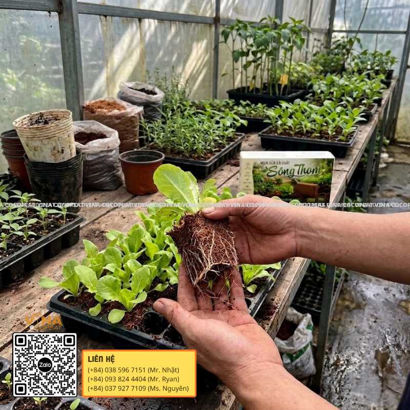 Bộ rễ cây giống phát triển trong giá thể mụn dừa xả chát Sông Thom tại nhà vườn ươm cây