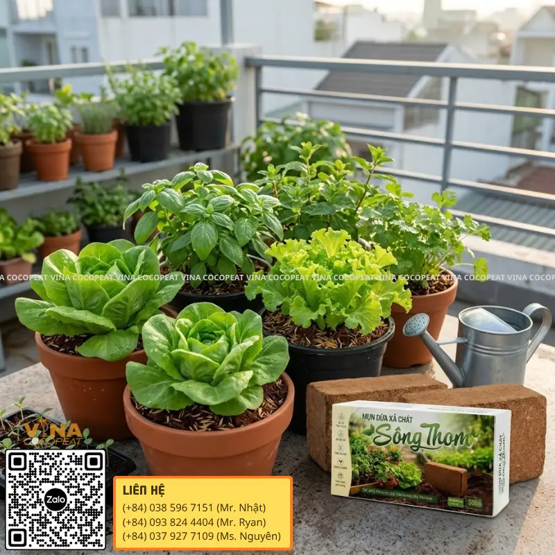 Mụn dừa trồng rau trong chậu giúp giữ ẩm và tạo giá thể tơi xốp