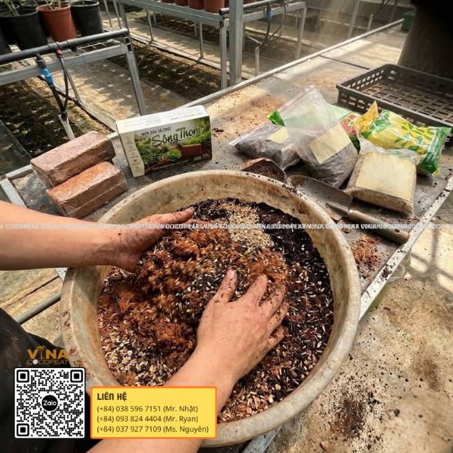 Phối trộn mụn dừa xả chát Sông Thom với trấu và vật liệu hữu cơ làm giá thể trồng rau