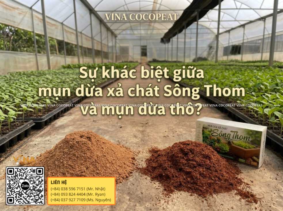 So sánh mụn dừa xả chát Sông Thom và mụn dừa thô tại nhà vườn ươm cây ở Việt Nam