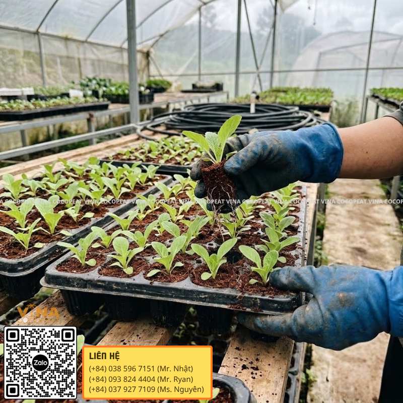 Mụn dừa đã xử lý làm giá thể ươm cây giống trong khay nhà kính