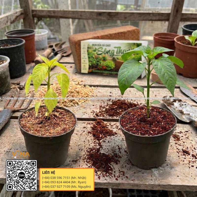 So sánh cây trồng bằng mụn dừa chưa xử lý và mụn dừa xả chát Sông Thom qua tình trạng sinh trưởng