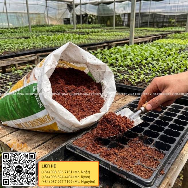 Mụn dừa làm giá thể ươm cây giống trong khay tại nhà kính Việt Nam