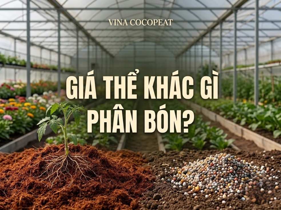 So sánh giá thể mụn dừa và phân bón trong canh tác cây trồng tại nhà kính