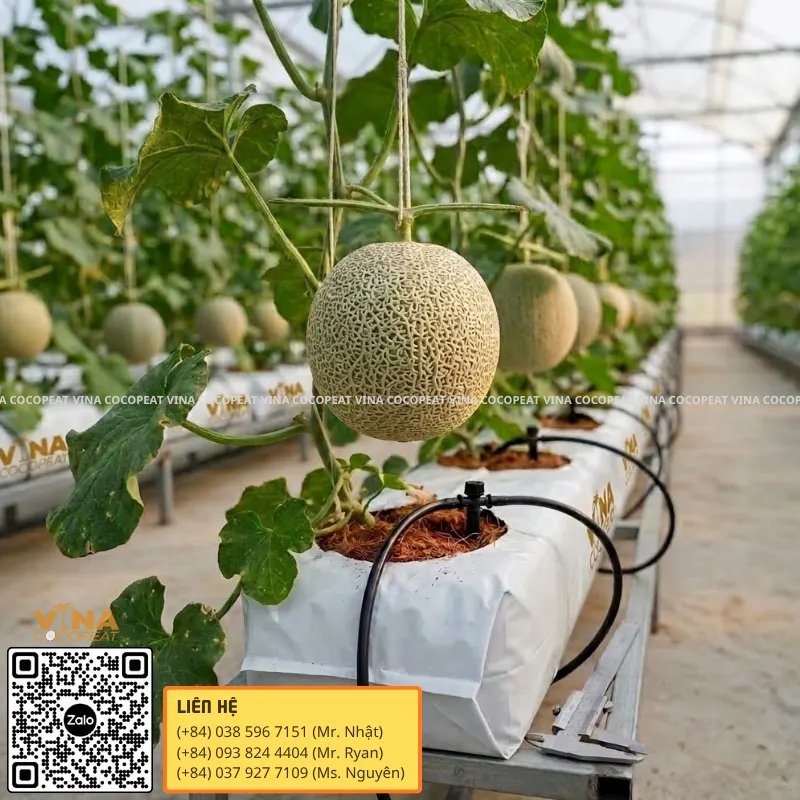 Quả dưa lưới trưởng thành trên Grow Bag xơ dừa kết hợp tưới nhỏ giọt